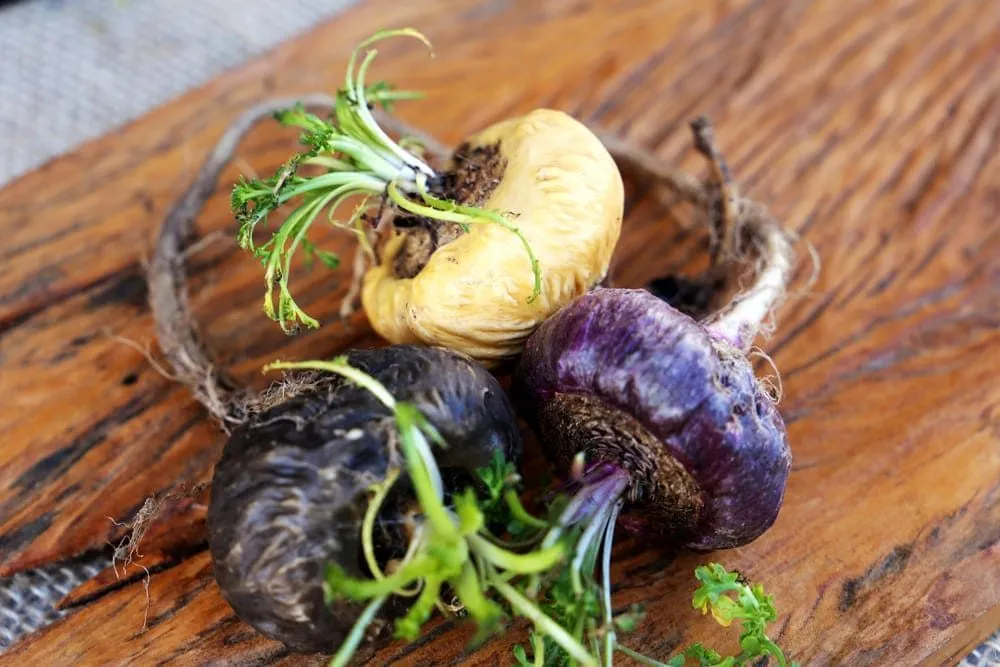 Maca preta, vermelha ou amarela: qual escolher?